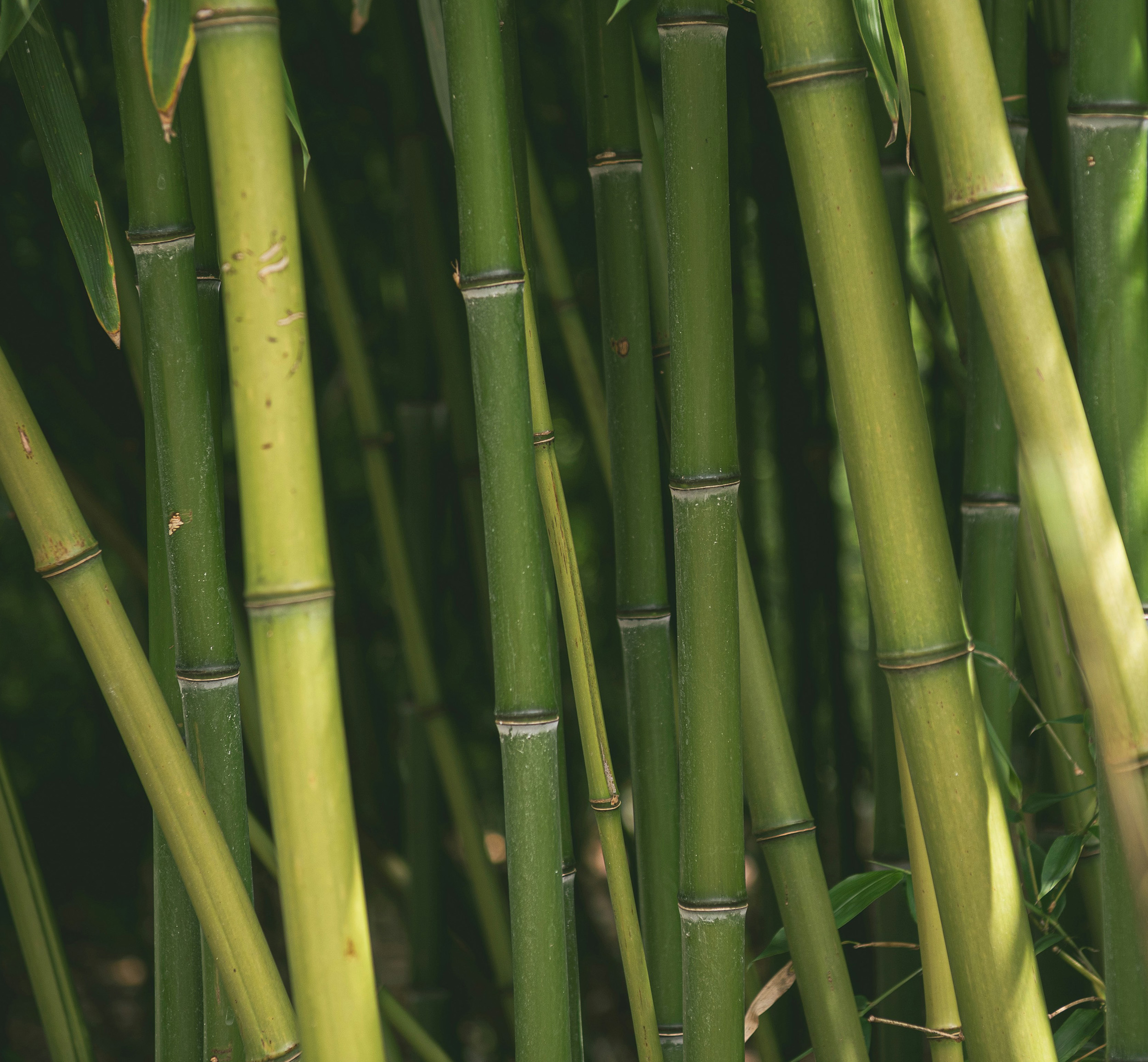 Bamboo_2